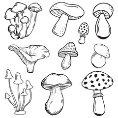 Mushroom hand drawn sketch illustration