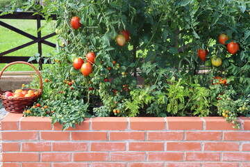 Tomatoes harvesting.Raised beds gardening in an urban garden growing plants herbs spices berries and vegetables. A modern vegetable garden with raised bricks beds