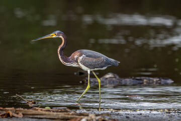 Image of a Tricolored Heron at the water's edge in Costa Rica. 