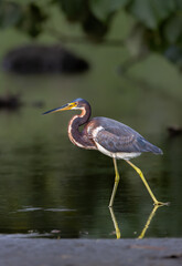 Image of a Tricolored Heron at the water's edge in Costa Rica. 