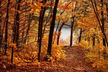 Fall Foliage Overlook