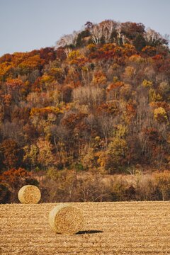 Hal Bales 