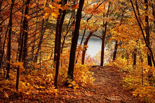 Fall Foliage Overlook