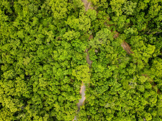 Aerial top down of forest and river in Parque Mae Bonafacia park in Cuiaba Mato Grosso - obrazy, fototapety, plakaty