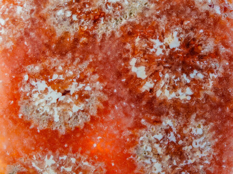 Red agatized fossil coral symbiosis of agate and crystal