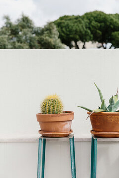 Two potted cacti plants on vintage stools in Lisbon.
