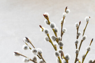 Easter willow branches with fluffy buds. Close-up. Easter Holiday - obrazy, fototapety, plakaty