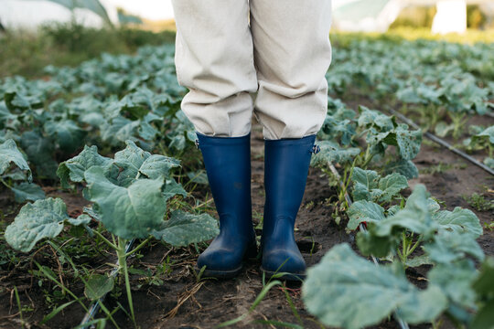Woman standing in cabbage field