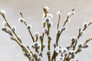 Willow branches with fluffy buds. Close-up. Easter Holiday