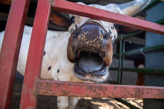 Cow bull with mouth open sticking tongue out