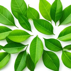 view of several green leaves with a white background