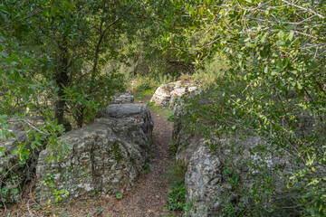 Fototapeta na wymiar A Forest Path in the Judea Mountains, Israel