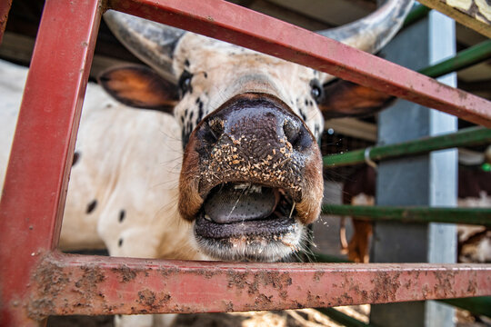 Cow bull with mouth open sticking tongue out