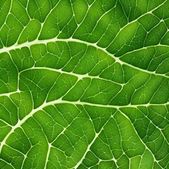 Obraz premium close-up view of a green leaf of a plant