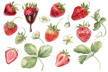 Strawberry isolated. Strawberries plant with leaf watercolor illustration. Whole and half of red berries on transparent background