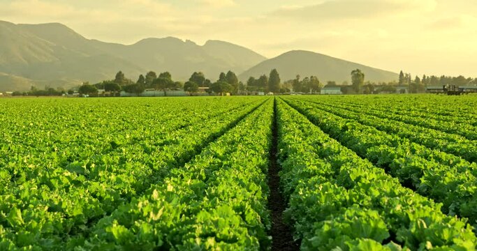 A green row of fresh crops grow on an agricultural farm field in the Santa Ynez Valley, California USA