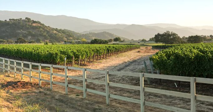 Wine country vineyard grapes on the winery vine at harvest time in the Sonoma valley