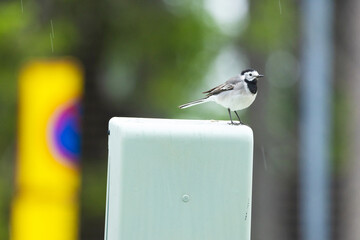 A watchful White wagtail standing on a metal post in an urban environment in Finland