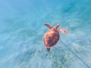 Sea Turtle Swimming