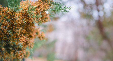 Branch of blooming thuja, hay fever and attention to protection against allergies, plant flowering...