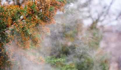 Blurred background of pollen blown by the wind from a thuja branch, hay fever and attention to...