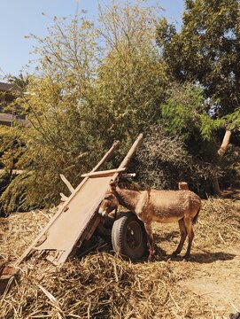 Burro with outdoor cart