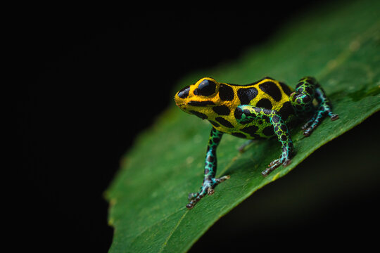 Colorful poison frog