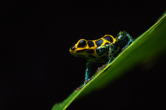 Colorful poison frog