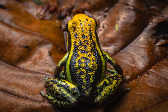 Colorful poison frog
