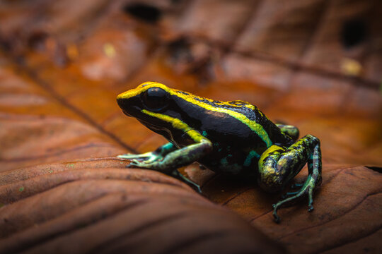 Colorful poison frog