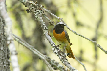 Male Common redstart perched on a beautiful summer day in Salla National Park, Northern Finland