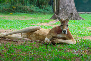 Kangaroo © Tomasz