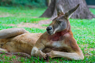Kangaroo © Tomasz