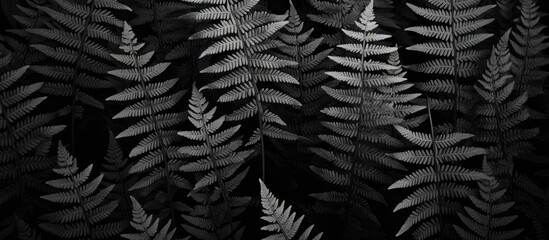 Monochrome fern texture