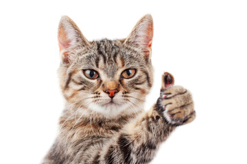 Portrait of cat with thumbs up pose - obrazy, fototapety, plakaty
