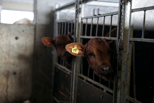 Two brown newborn calves in a stall