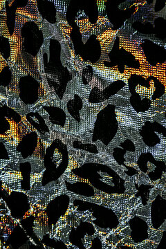 Brillant leopard