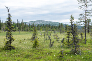 A view to a summery marshland in Salla National Park, Northern Finland