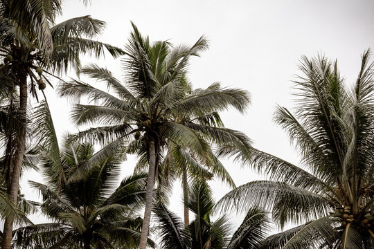 Coconut palm tree foreground with white backdrop 