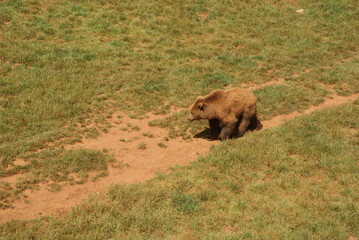 Fototapeta premium OSO