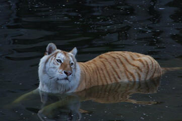 TIGRE