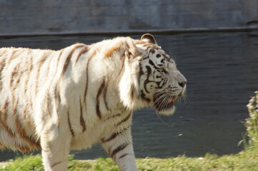 TIGRE