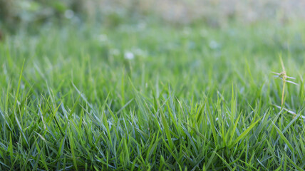 green grass in the garden