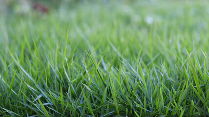 green grass in the garden