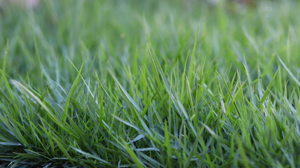 green grass in the garden