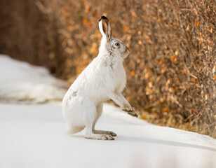 A White-tailed Jackrabbit with its winter coat. Taken in Alberta, Canada