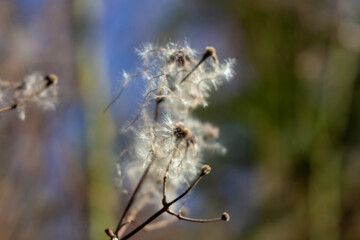 seed heads with silky appendages of clematis vitalba, Traveller's Joy, in winter, showing why it is also known as old man's beard, copy space