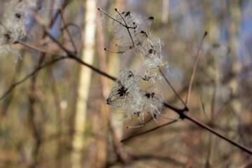 seed heads with silky appendages of clematis vitalba, Traveller's Joy, in winter, showing why it is also known as old man's beard, copy space