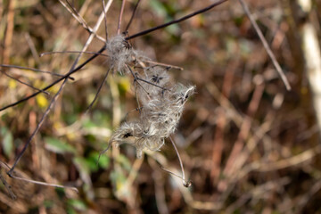seed heads with silky appendages of clematis vitalba, Traveller's Joy, in winter, showing why it is also known as old man's beard, copy space