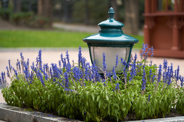 Perennial flowers as an element of landscape design of parks. A flowerbed with blue inflorescences (spike) around a street lamp. - obrazy, fototapety, plakaty